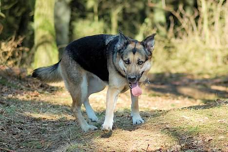 Blanding af racer Zille - Sagde du noget? billede 9