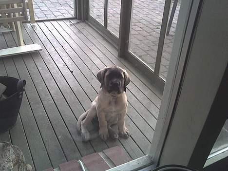 Mastiff Brutus billede 5