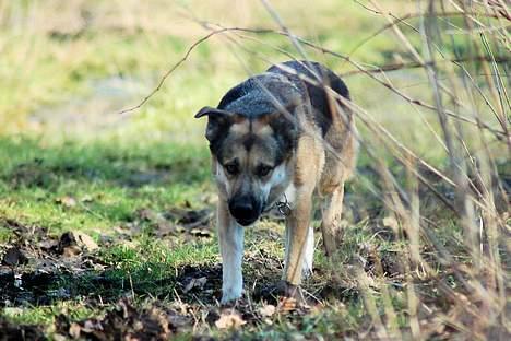 Blanding af racer Zille - Ok, lidt for meget mudder billede 10
