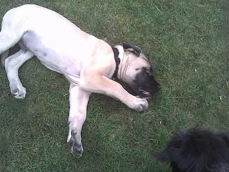 Mastiff Brutus billede 6