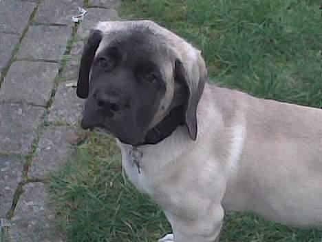 Mastiff Brutus billede 7