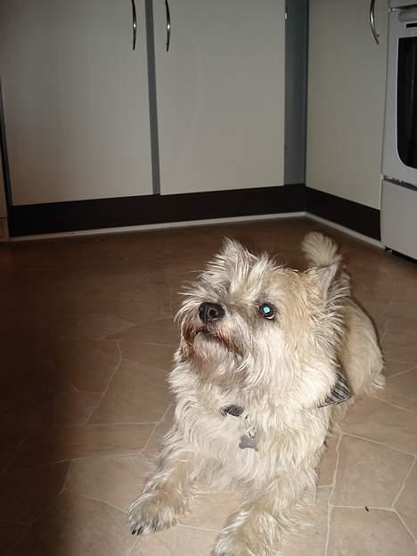 Cairn terrier Zacho billede 9