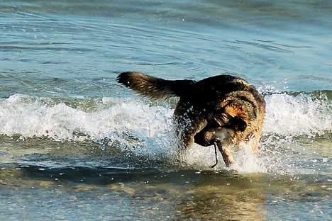 Blanding af racer Zille - Jubiiiii vand billede 11