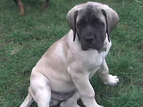 Mastiff Brutus billede 8
