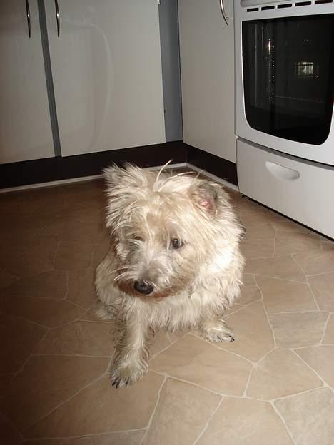 Cairn terrier Zacho billede 10