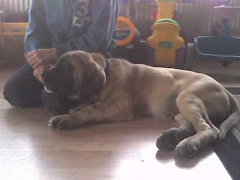 Mastiff Brutus billede 9