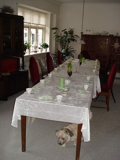 Cairn terrier Zacho - Zacho vil altid være med til festerne :D billede 11