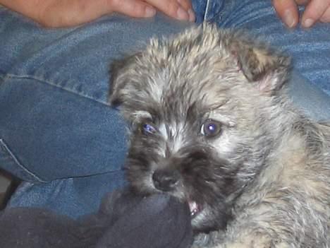 Cairn terrier Zacho - Sådan så han ud som lille  billede 12