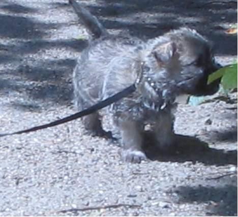 Cairn terrier Zacho - Zacho som lille :D billede 13