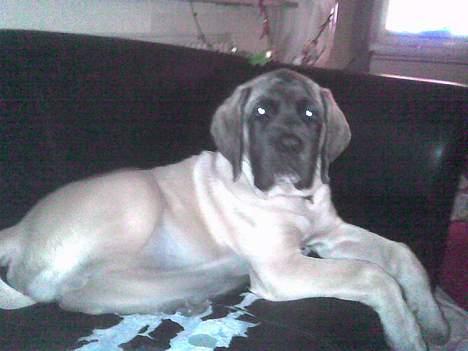 Mastiff Brutus billede 10