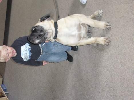 Mastiff Brutus billede 11