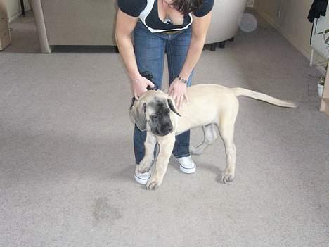 Mastiff Brutus billede 12