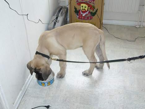 Mastiff Brutus billede 13