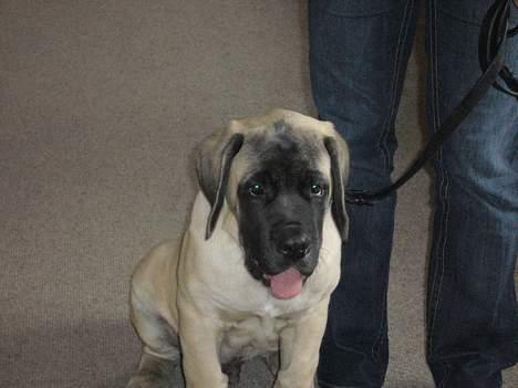 Mastiff Brutus billede 14