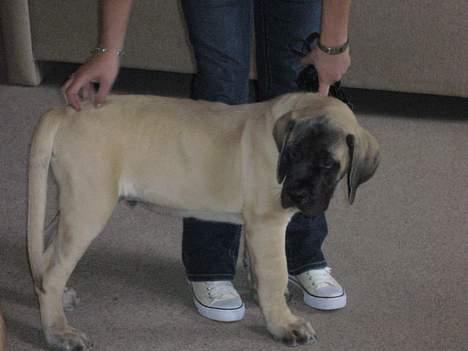 Mastiff Brutus billede 15