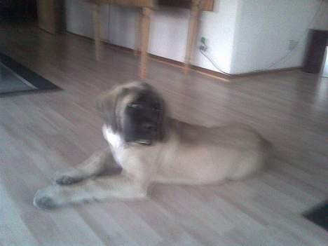 Mastiff Brutus billede 16