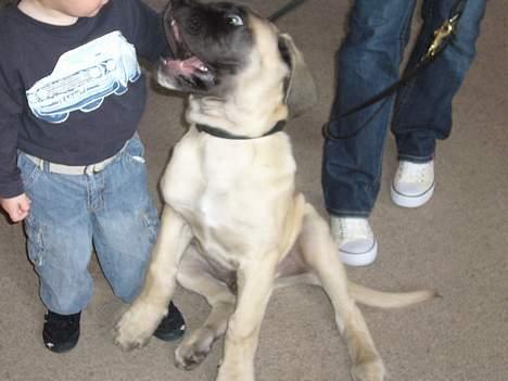 Mastiff Brutus billede 17