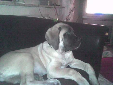 Mastiff Brutus billede 18