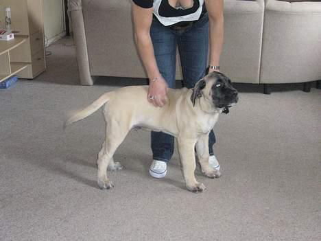 Mastiff Brutus billede 19