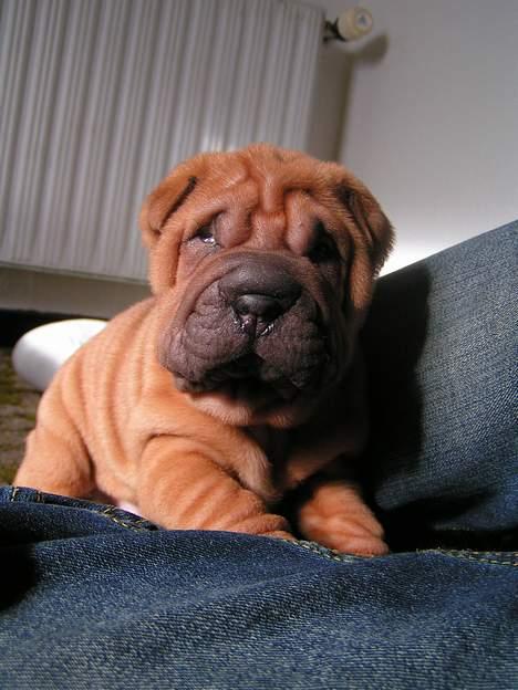 Shar pei Taz billede 4
