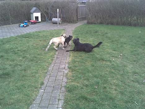 Mastiff Brutus billede 20