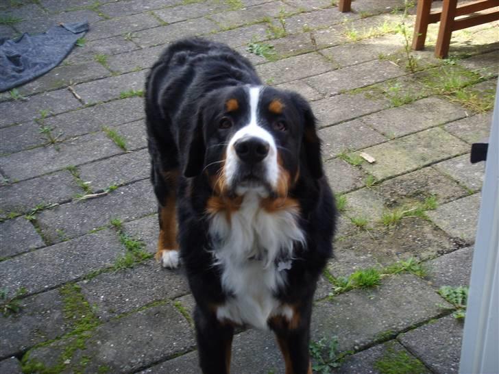 Berner sennenhund Figo billede 18