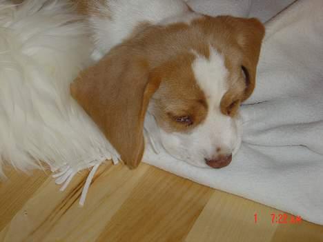 Beagle Fonzo billede 13