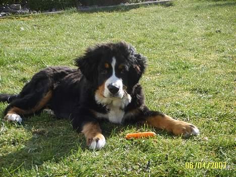 Berner sennenhund Figo billede 19