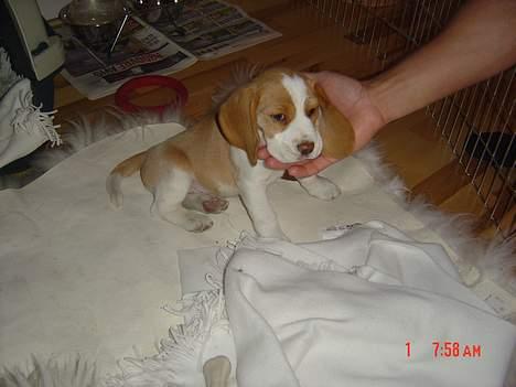 Beagle Fonzo billede 14