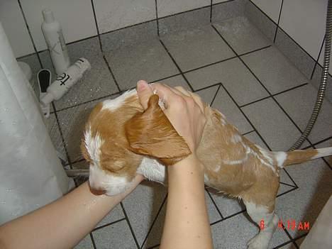 Beagle Fonzo - Puha! Det første bad... billede 15