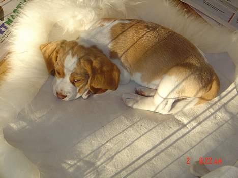 Beagle Fonzo - Slapper i solen billede 16