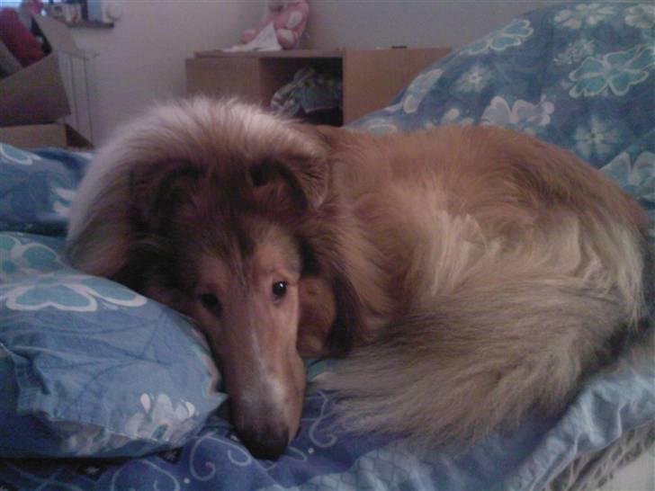 Collie langhåret Chano - Chano når han er listet ind i sengen  billede 1