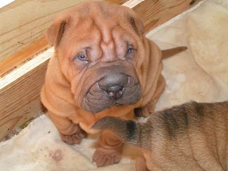 Shar pei Taz billede 6