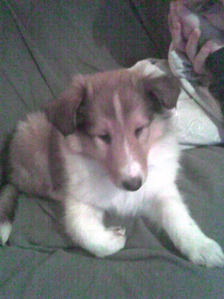 Collie langhåret Chano - Den lille puttende hund billede 2