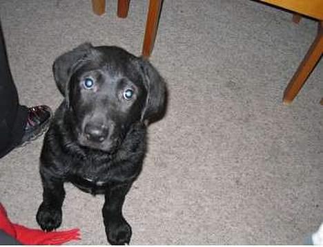 Blanding af racer Kenzo - Samme aften som jeg fik ham billede 1