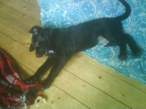 Blanding af racer Kenzo billede 2