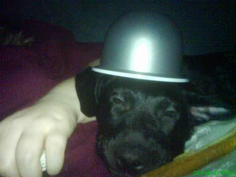 Blanding af racer Kenzo billede 3