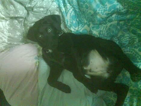 Blanding af racer Kenzo billede 4