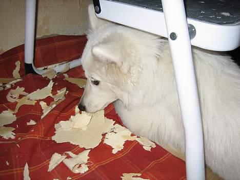 Dansk Spids Berta - Hjælper lige med at makulere noget tapet - godt at være nyttig! billede 15