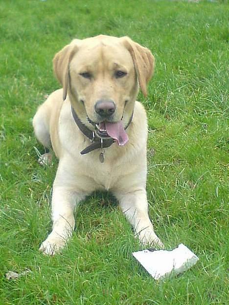 Labrador retriever Oskar - Smukke Olle i haven(o; billede 6