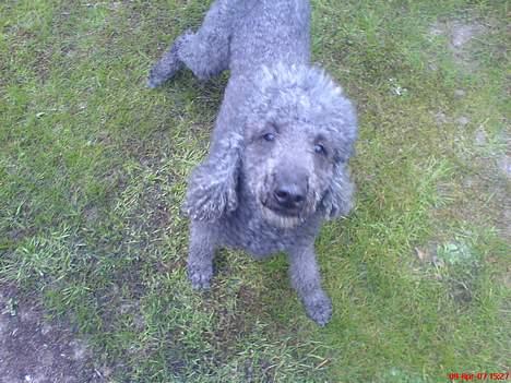 Storpuddel Cicta Død:'( - Hun skal lige se hvad jeg står med i hånden (mobil) billede 1