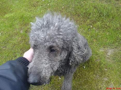 Storpuddel Cicta Død:'( billede 2