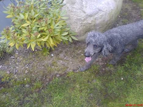 Storpuddel Cicta Død:'( billede 3