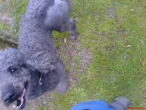 Storpuddel Cicta Død:'( - Hun kan ikke finde bolden, så hun begynder at skabe sig:D billede 4