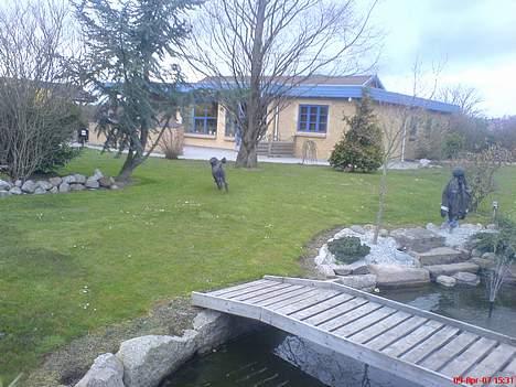 Storpuddel Cicta Død:'( - Cicta har fået øje på en ny gæst. Så hun skal hen og sige hej:D +Det nye hus:P billede 5