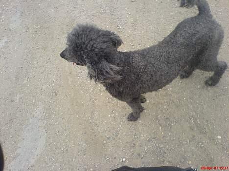 Storpuddel Cicta Død:'( billede 6