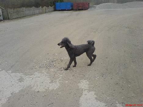 Storpuddel Cicta Død:'( billede 7