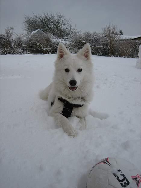 Dansk Spids Berta - Jeg er næsten lige så hvid som sneen billede 16