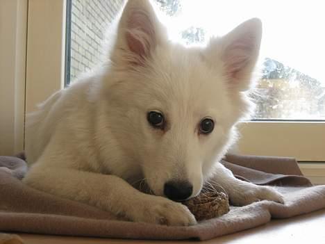 Dansk Spids Berta - Jeg pønser på narrestreger - hvad skal jeg mon finde på? billede 17