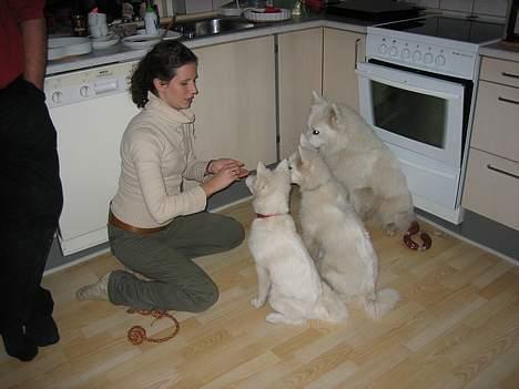 Dansk Spids Berta - Her træner min menneskemor med mig og mine brødre. billede 18